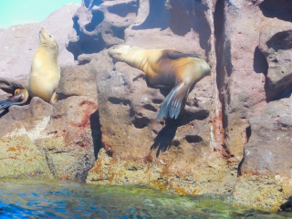 Swimming with Sea Lions